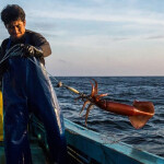A Peruvian fisher hauling in a jumbo flying squid