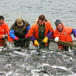 A group of Russian fishermen pulling in a net full of salmon