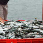 Fresh mackerel on ice