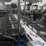 Salmones Aysén employees processing coho salmon