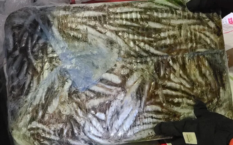 A pile of fishing bait sold by the head of a Korean firm