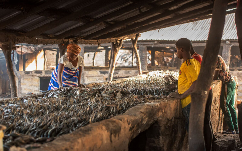 Fish being dried in Kafountine, Casamance, Senegal