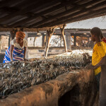 Fish being dried in Kafountine, Casamance, Senegal