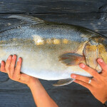 Kanpachi farmed by Omega Azul