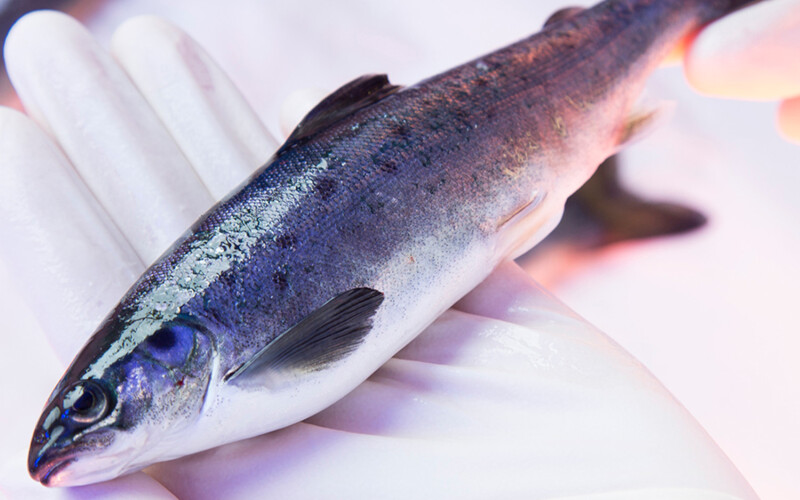 Gloved hands holding a small salmon smolt