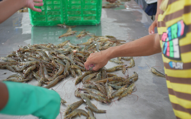 A pile of shrimp spread out on a table