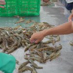 A pile of shrimp spread out on a table
