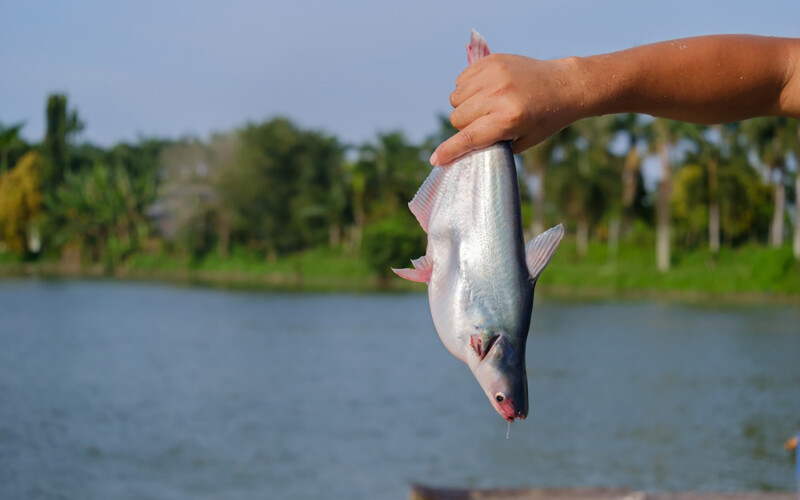 A Vietnamese fish farmer holding up a pangasius on a farm in the Mekong Delta