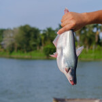 A Vietnamese fish farmer holding up a pangasius on a farm in the Mekong Delta