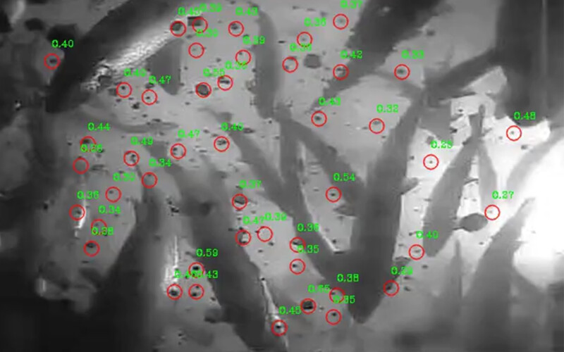 A screenshot from Observe Technologies' AI-enhanced aquaculture feeding software.