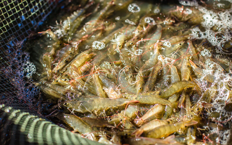 Pacific white shrimp