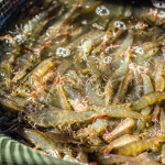 Pacific white shrimp