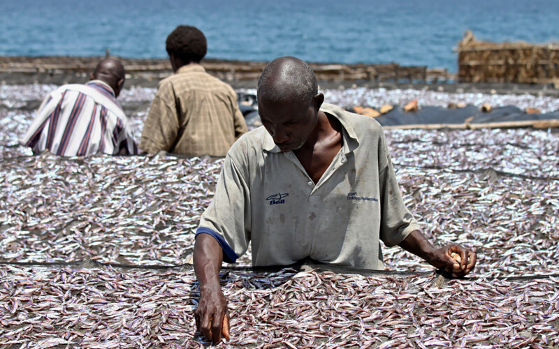 Men drying fish on the banks of Lake Tanganyika