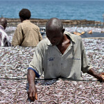 Men drying fish on the banks of Lake Tanganyika