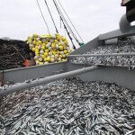 A Peruvian anchovy fishing boat