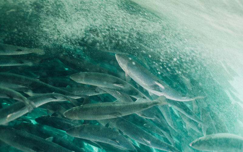 Salmon swimming in one of Atlantic Sapphire's tanks