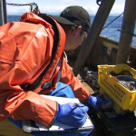 A fishery observer for the National Marine Fishery Service reviewing bycatch on board a vessel