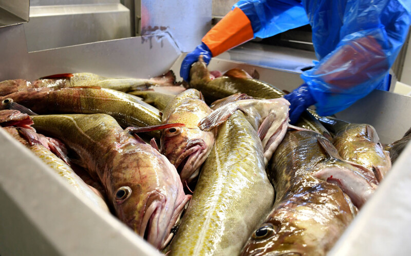 A container filled with cod