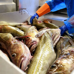 A container filled with cod