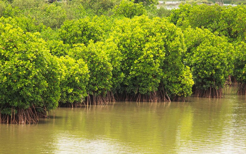 Mangroves in India
