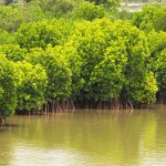Mangroves in India