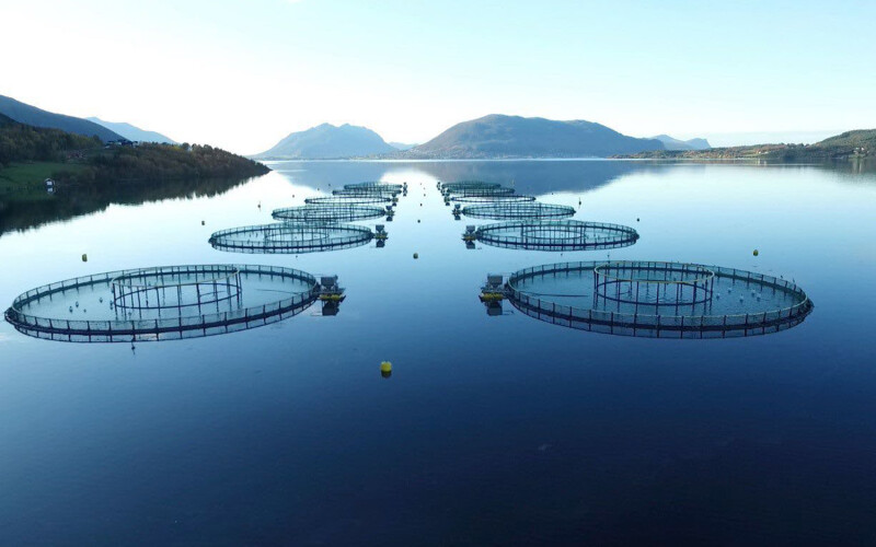 A set of Nordic Halibut's net pens floating in the sea