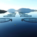 A set of Nordic Halibut's net pens floating in the sea