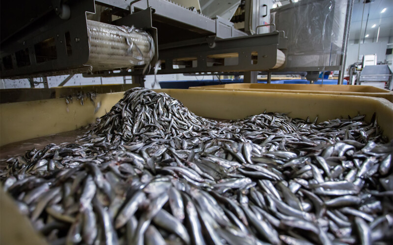 Fishmeal processing in West Africa