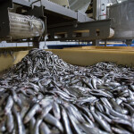Fishmeal processing in West Africa