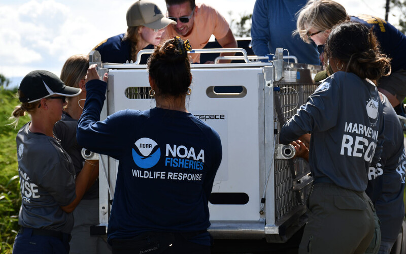 A NOAA Fisheries wildlife response worker helping rescue an animal