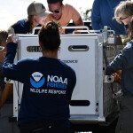 A NOAA Fisheries wildlife response worker helping rescue an animal