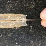 The shell of a shrimp affected by white spot syndrome virus