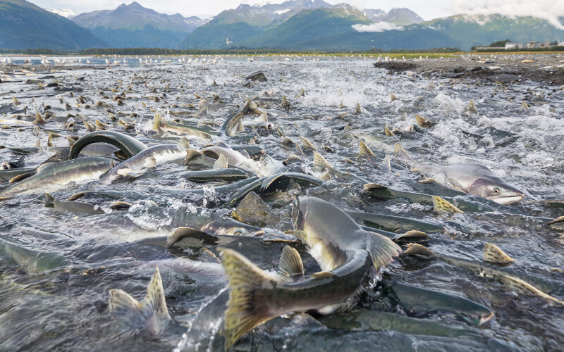 Salmon spawning in an Alaska river