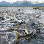 Salmon spawning in an Alaska river