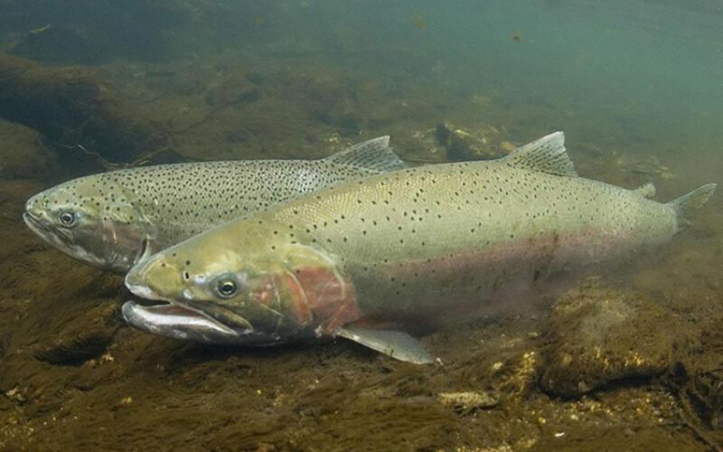Northern California steelhead trout swimming