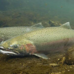 Northern California steelhead trout swimming