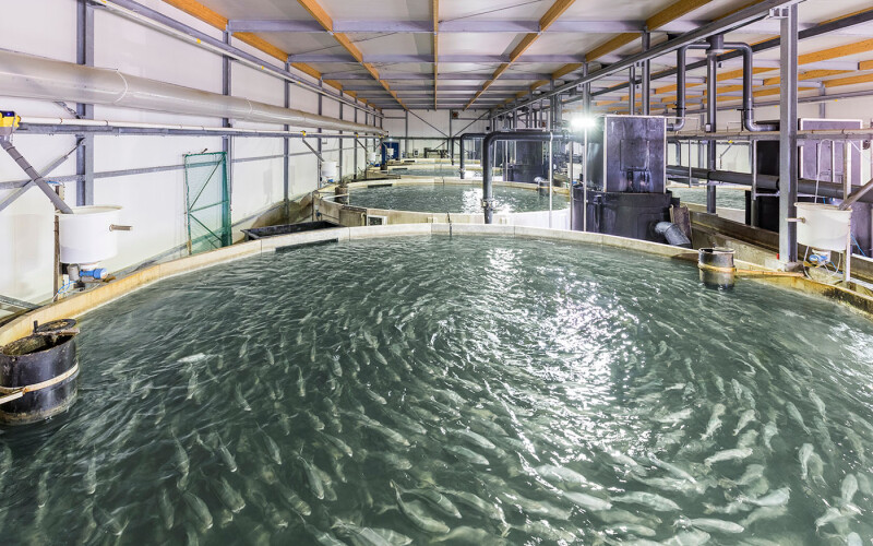 The interior of The Kingfish Company's recirculating aquaculture system facility