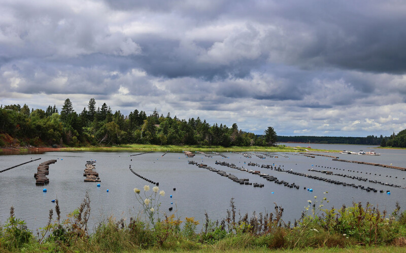 An oyster farm located in Prince Edward Island, Canada