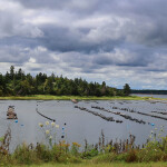 An oyster farm located in Prince Edward Island, Canada