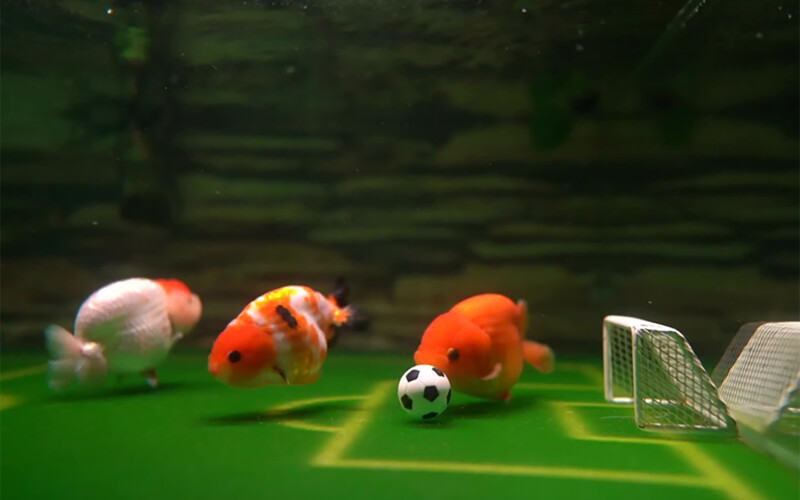 Ranchu goldfish playing soccer