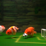 Ranchu goldfish playing soccer