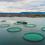 A Mowi salmon farm in Ireland