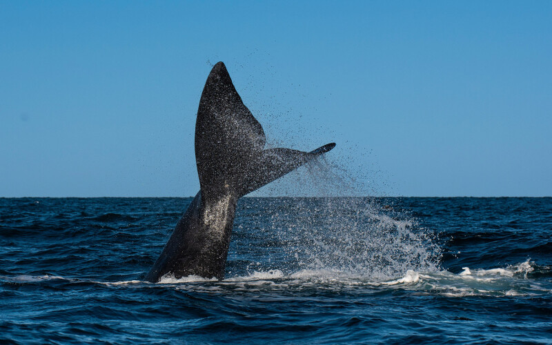 A North Atlantic right whale
