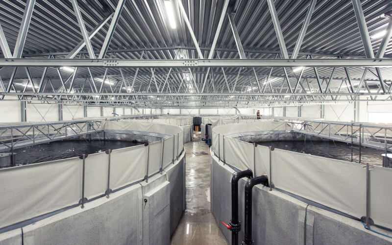 A row of tanks inside Danish Salmon's recirculating aquaculture system facility