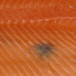 A dark spot on a salmon fillet