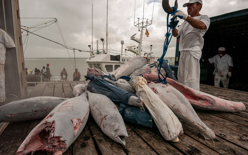 A man on a fishing dock with some frozen tuna.