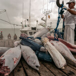A man on a fishing dock with some frozen tuna.
