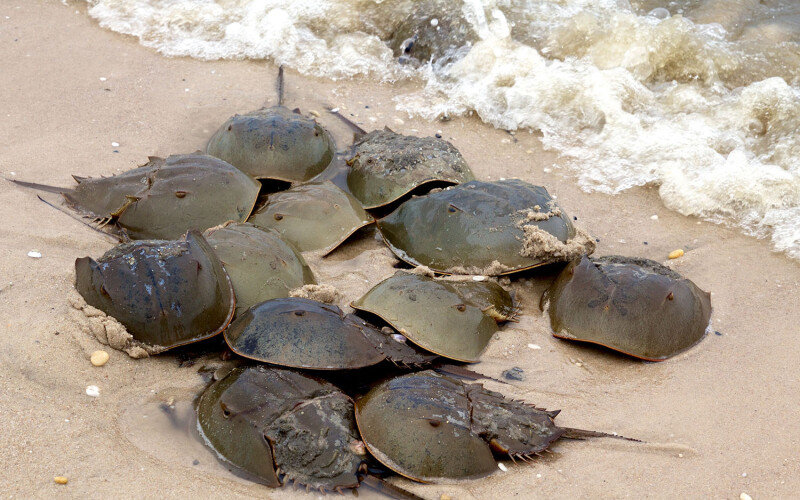 A group of horseshoe crabs spawning on a beach.
