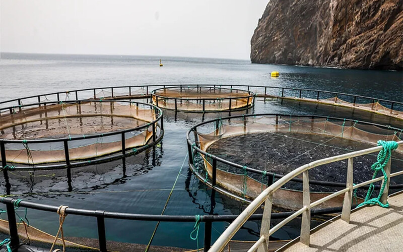 In-ocean net pens operated by Nortuna