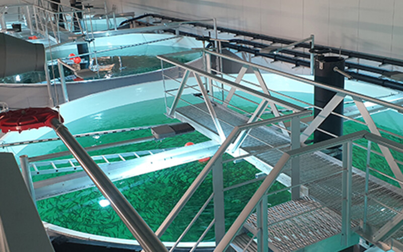 A Billund Aquaculture RAS system